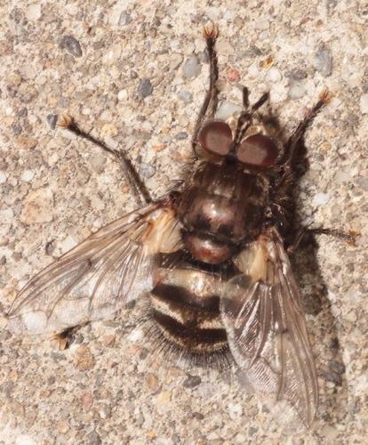 Panzeria puparum